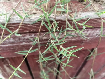 狗牙根丨农村田野常见的恶性杂草,还有这些用处