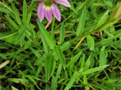 身边的中草药——半边莲