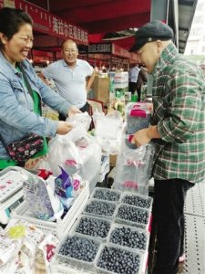 野生蓝莓受游客青睐