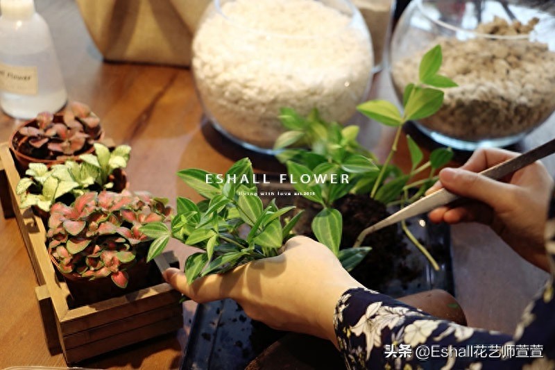 苔藓微景观DIY——打造自己的“田园牧歌”