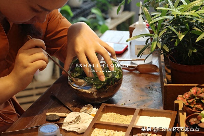 苔藓微景观DIY——打造自己的“田园牧歌”