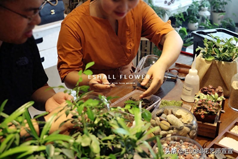 苔藓微景观DIY——打造自己的“田园牧歌”