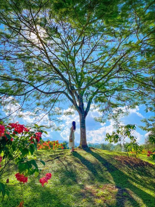 昆明至西双版纳高铁有哪些站点（昆明3h直达西双版纳）(10)