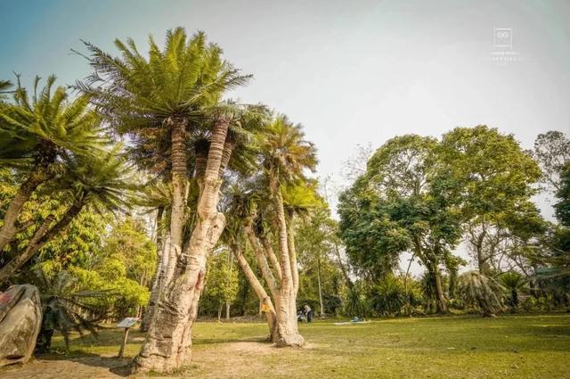 昆明至西双版纳高铁有哪些站点（昆明3h直达西双版纳）(7)