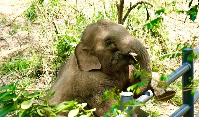 昆明至西双版纳高铁有哪些站点（昆明3h直达西双版纳）(21)