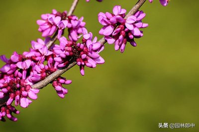 紫荆与紫荆花的区别(紫荆和紫荆花的区别在哪里)