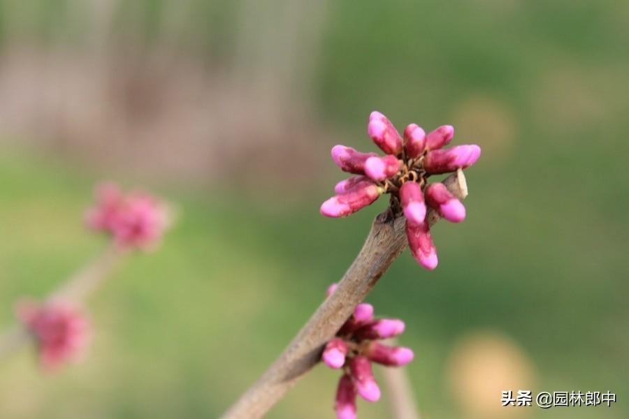 紫荆与紫荆花的区别（紫荆和紫荆花的区别在哪里）(图2)
