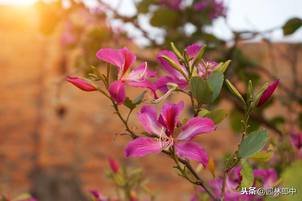 紫荆与紫荆花的区别（紫荆和紫荆花的区别在哪里）(图7)