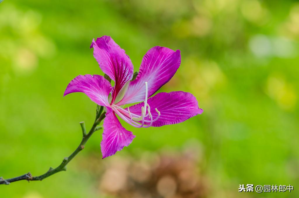 紫荆与紫荆花的区别（紫荆和紫荆花的区别在哪里）(图4)