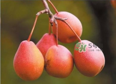 ​葫芦梨怎么软的快？葫芦梨几月份成熟？