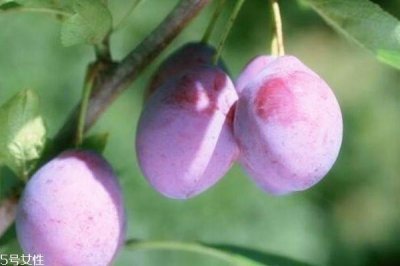 ​西梅软了还能吃吗 是可以吃的