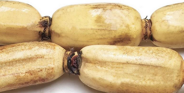 藕是莲的什么茎还是根,藕是莲的什么部位什么器官图4