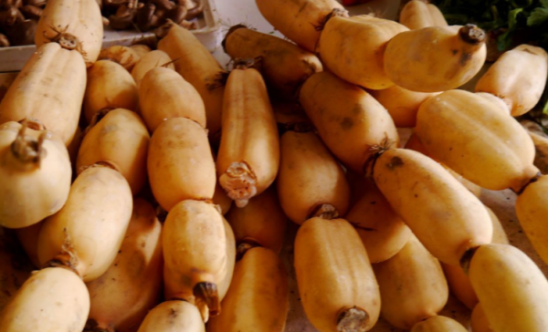 藕是莲的什么茎还是根,藕是莲的什么部位什么器官图3