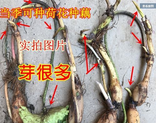 莲藕是植物的根还是植物的茎