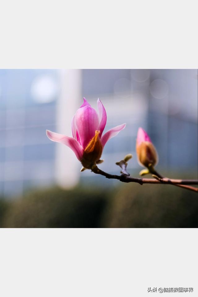 摄影后期背景虚化（对背景虚化有这6大作用）(22)