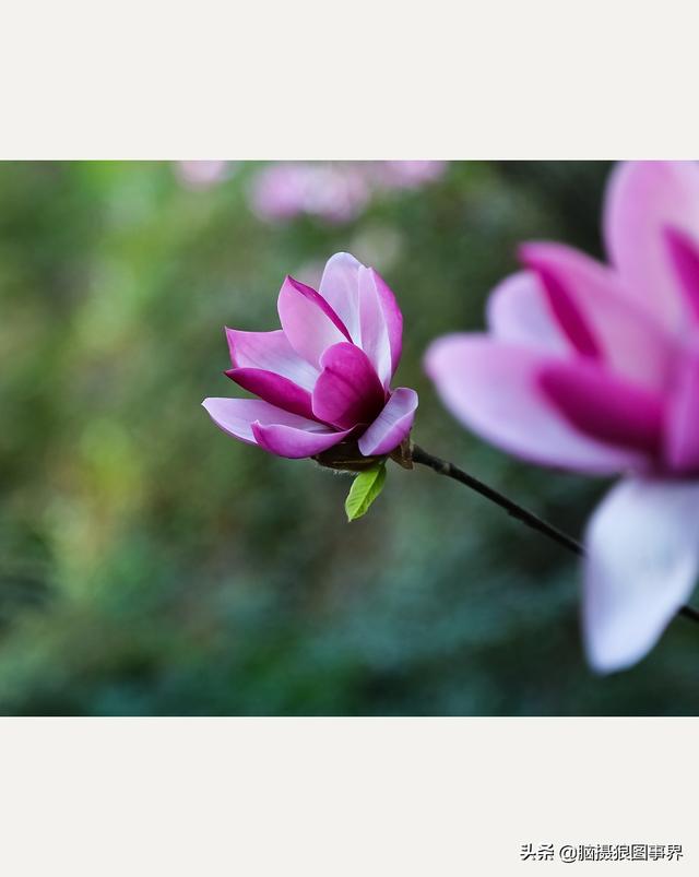 摄影后期背景虚化（对背景虚化有这6大作用）(10)