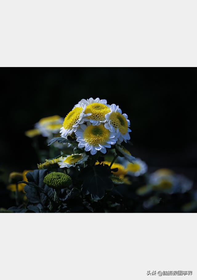 摄影后期背景虚化（对背景虚化有这6大作用）(7)