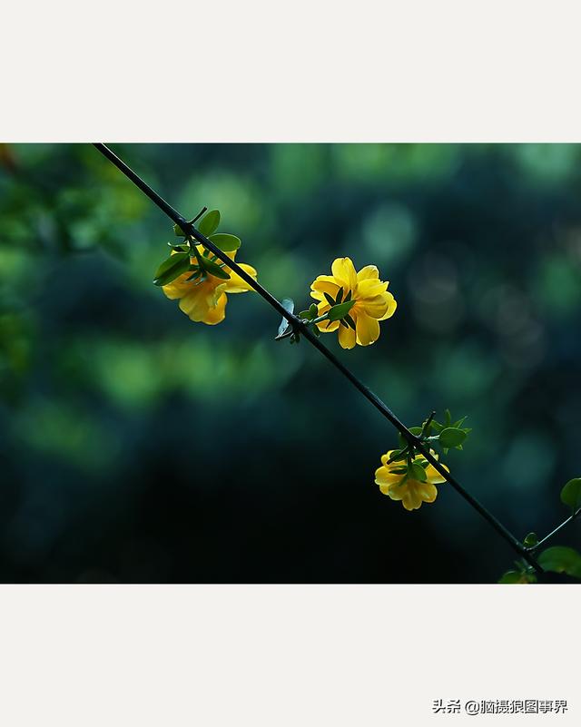 摄影后期背景虚化（对背景虚化有这6大作用）(8)