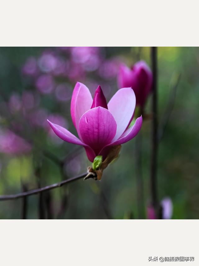 摄影后期背景虚化（对背景虚化有这6大作用）(12)