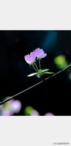 ​摄影后期背景虚化（对背景虚化有这6大作用）