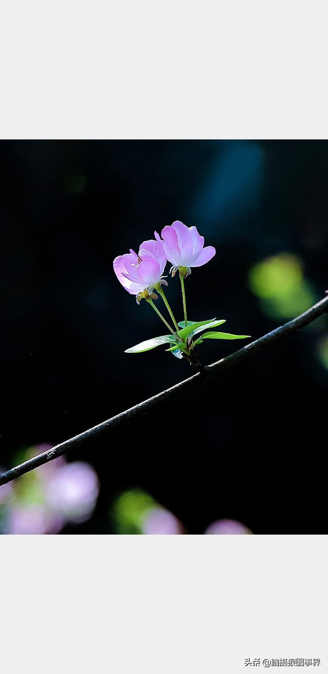 摄影后期背景虚化（对背景虚化有这6大作用）(1)