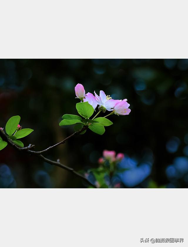 摄影后期背景虚化（对背景虚化有这6大作用）(20)