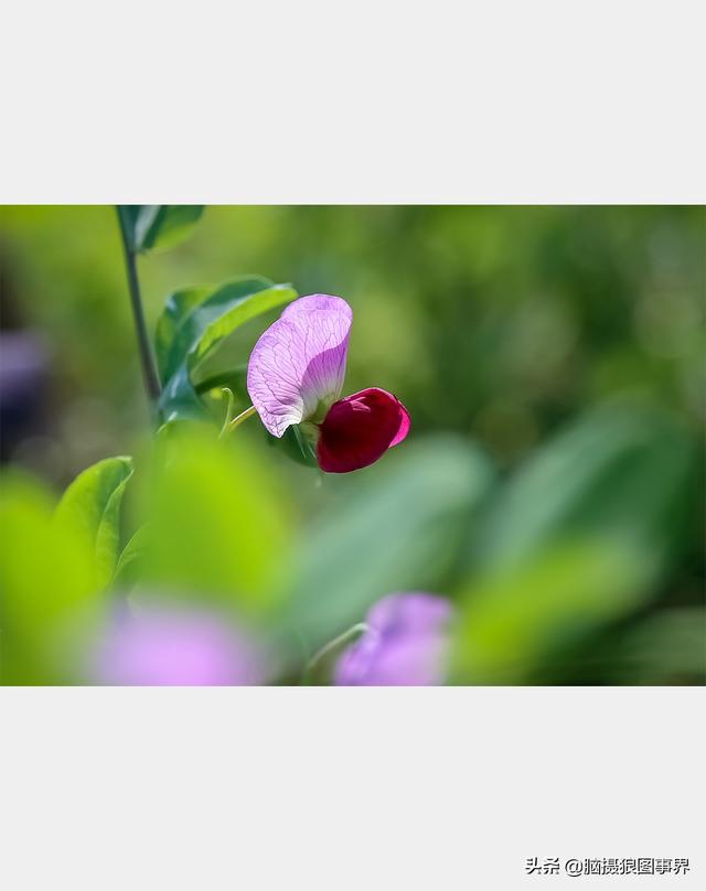 摄影后期背景虚化（对背景虚化有这6大作用）(15)