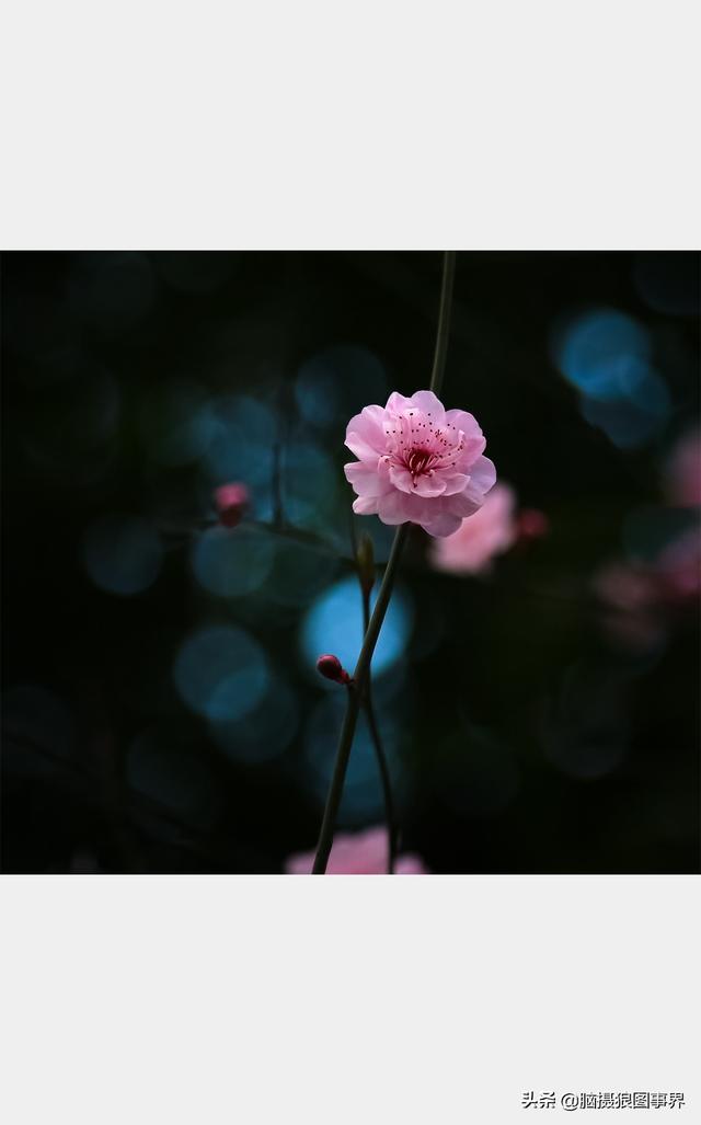 摄影后期背景虚化（对背景虚化有这6大作用）(2)