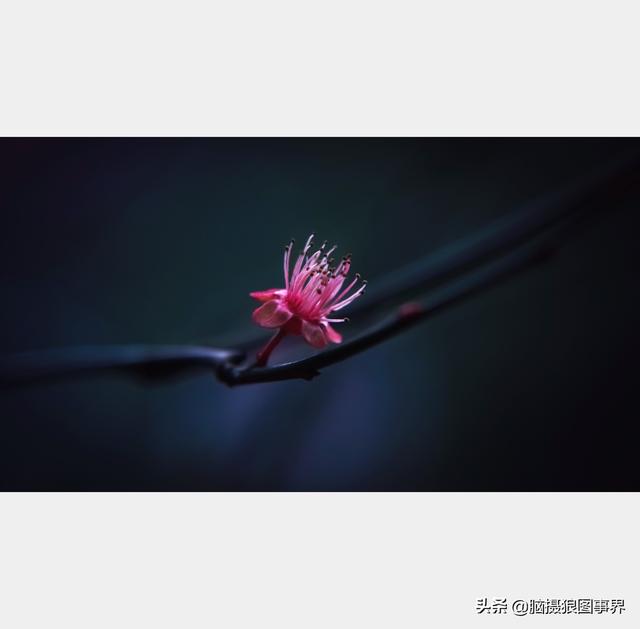 摄影后期背景虚化（对背景虚化有这6大作用）(18)