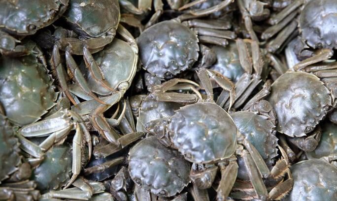 河蟹什么意思网络