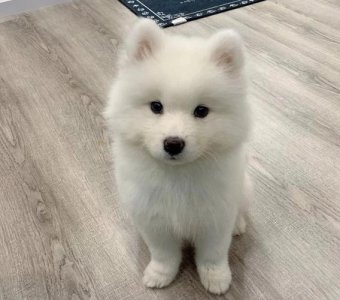 ​如何养萨摩耶幼犬（4招让你成为萨摩达人）