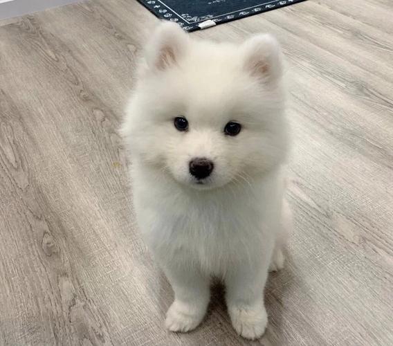 如何养萨摩耶幼犬(4招让你成为萨摩达人)
