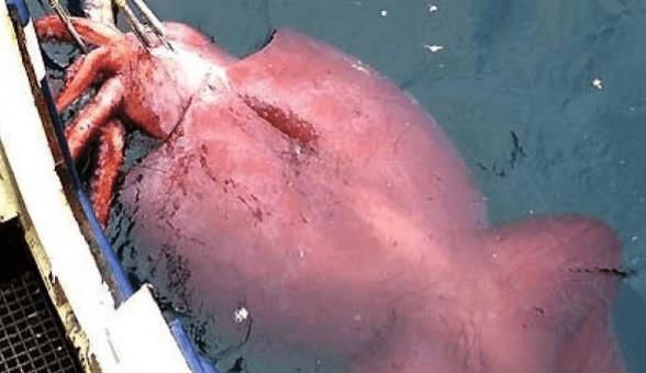 鱿鱼和鲨鱼是同一类动物吗：鲨鱼和鱿鱼哪种不属于鱼类