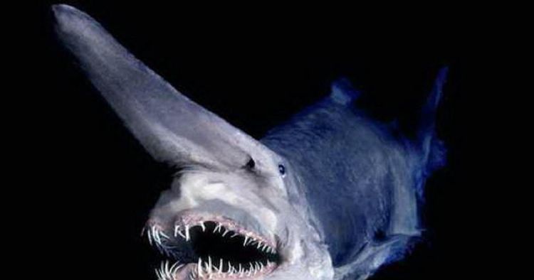 鱿鱼和鲨鱼是同一类动物吗：鲨鱼和鱿鱼哪个不属于鱼类