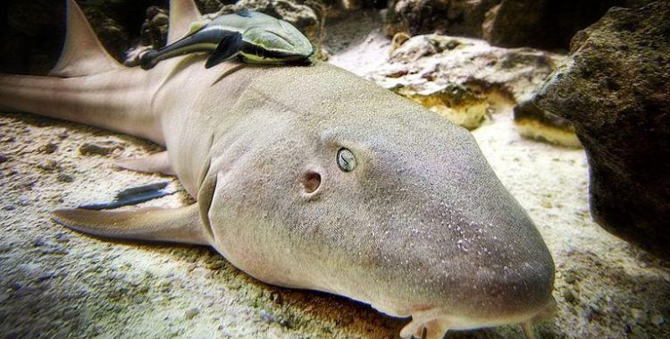 鱿鱼和鲨鱼是同一类动物吗：鱿鱼鲸鱼属于什么动物