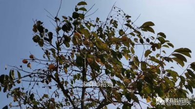 ​柿子怎么脱涩变脆甜呢（柿子怎样快速去涩？记住一妙招，又脆又甜，3天就能吃