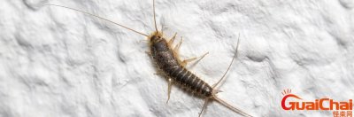 ​衣鱼虫怎么彻底清除？衣鱼虫怎么产生的