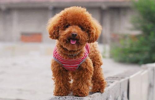 小编来给你讲解,为什么妹子最好是不要养泰迪!!