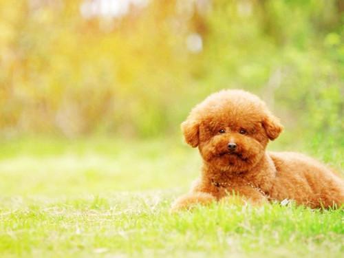 小编来给你讲解,为什么妹子最好是不要养泰迪!!