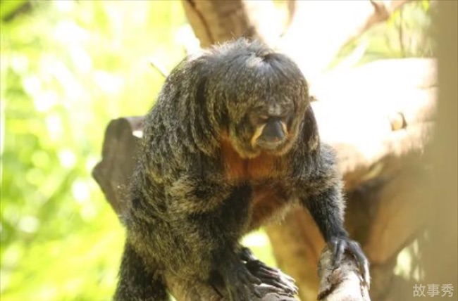 网络图片(侵删)