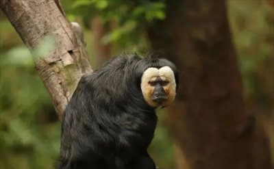 ​长相炸裂的猴子 脸上长着白毛叫白面僧面猴(共有三只)