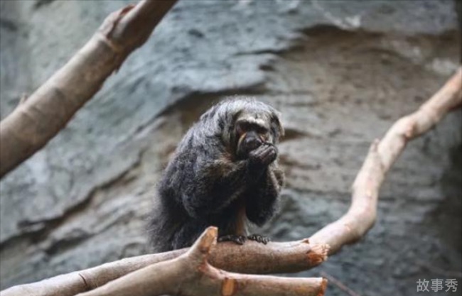 网络图片(侵删)