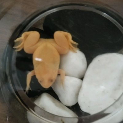 怎样炖排骨(非常懒人版之家常炖排骨做法步骤)