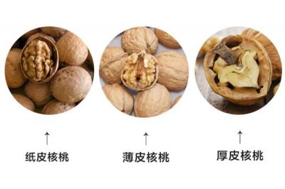 ​纸皮核桃和厚壳核桃哪个好 核桃3种厚度大pk