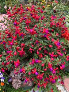 ​灯笼花的养殖方法（养护灯笼花技巧）