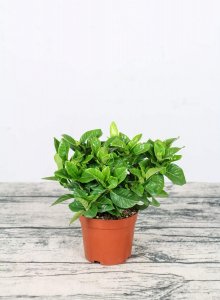 ​栀子花冬季怎么养