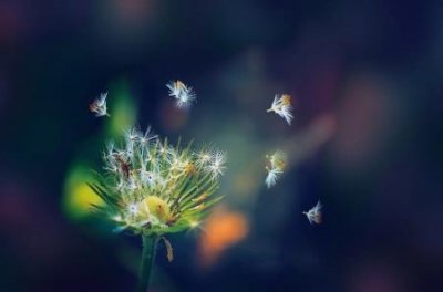 ​灰灰菜怎么储藏灰灰菜怎么食用