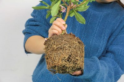 ​瑞香盆栽的养殖方法和注意事项