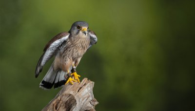 ​画眉鸟是国家几级保护动物