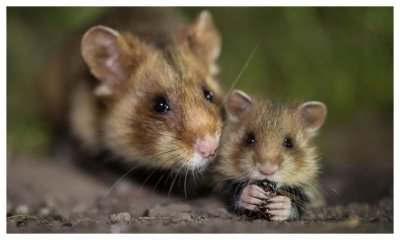 ​子鼠是什么意思（子鼠的意思）